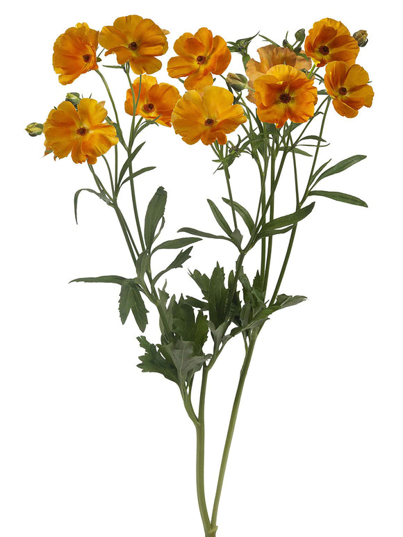 Kup Jaskier Butterfly Charis