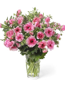 Jaskier Butterfly Hera