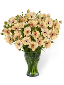 Jaskier Butterfly Hestia