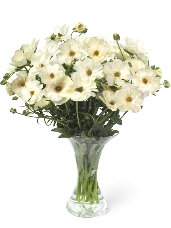 Jaskier Butterfly Keramos