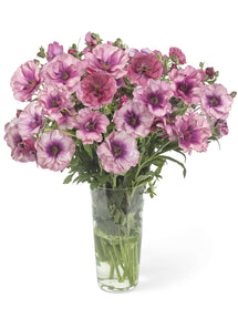 Jaskier Butterfly Thiva