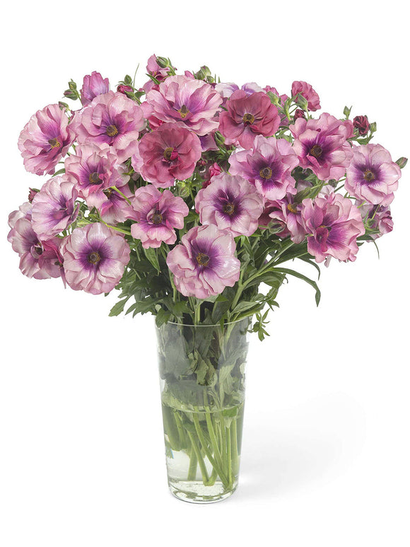 Jaskier Butterfly Thiva