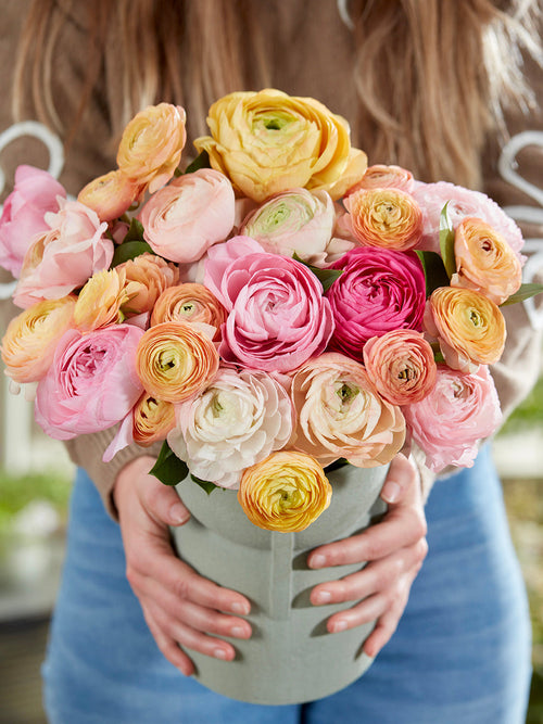 Jaskier Pauline Pastel