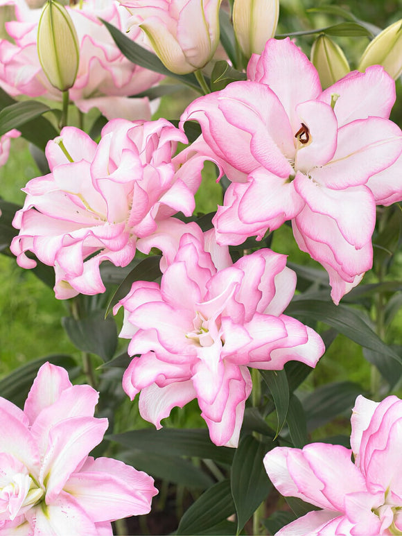 Kupić Roselily Anouska