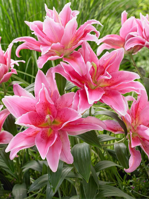 Kupić Roselily Celina