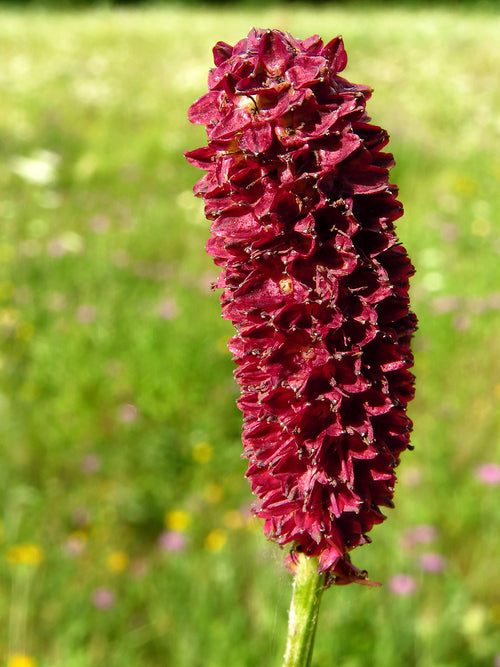 Krwiściąg lekarski (Sanguisorba)