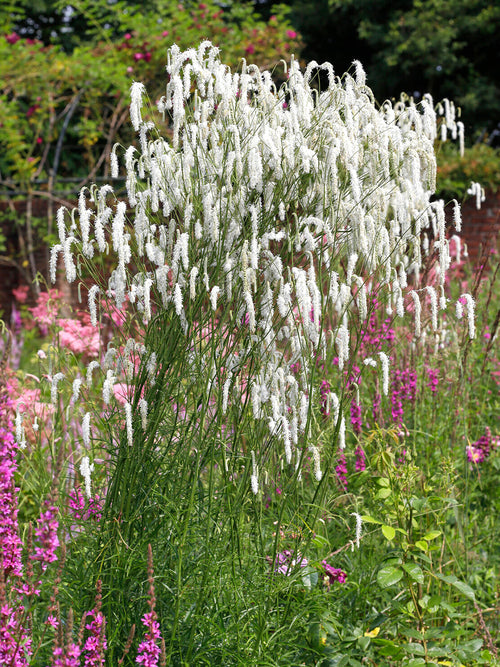 Sanguisorba 'Korean Snow' z białymi, przewieszającymi się kwiatostanami i szarozielonymi liśćmi.