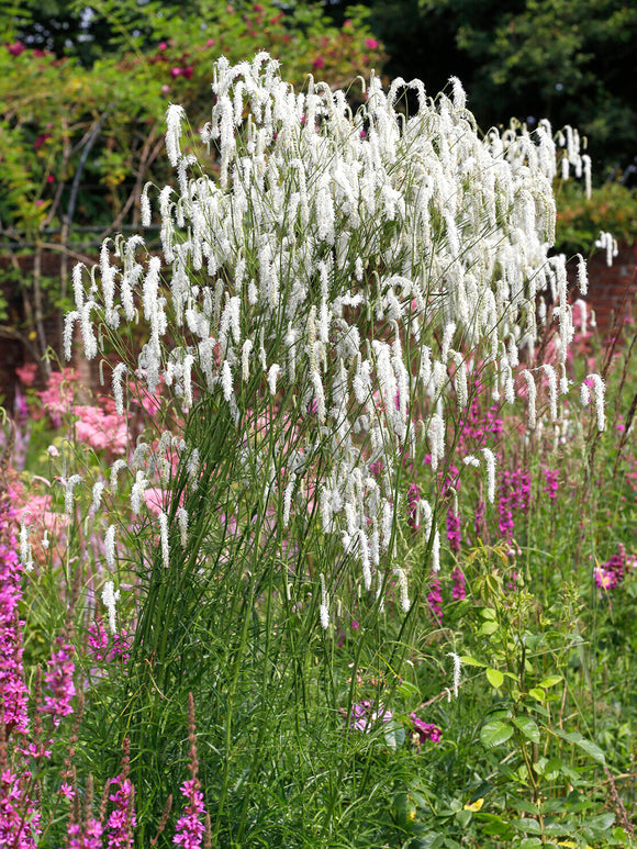 Sanguisorba 'Korean Snow' z białymi, przewieszającymi się kwiatostanami i szarozielonymi liśćmi.