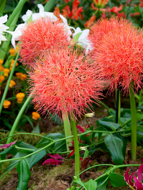 Scadoxus Multiflorus (Krasnokwiat wielokwiatowy)