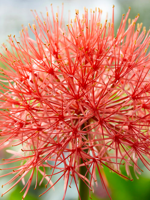 Scadoxus Multiflorus (Krasnokwiat wielokwiatowy)