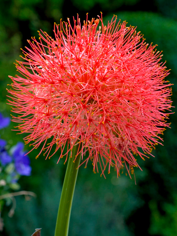 Scadoxus Multiflorus (Krasnokwiat wielokwiatowy)