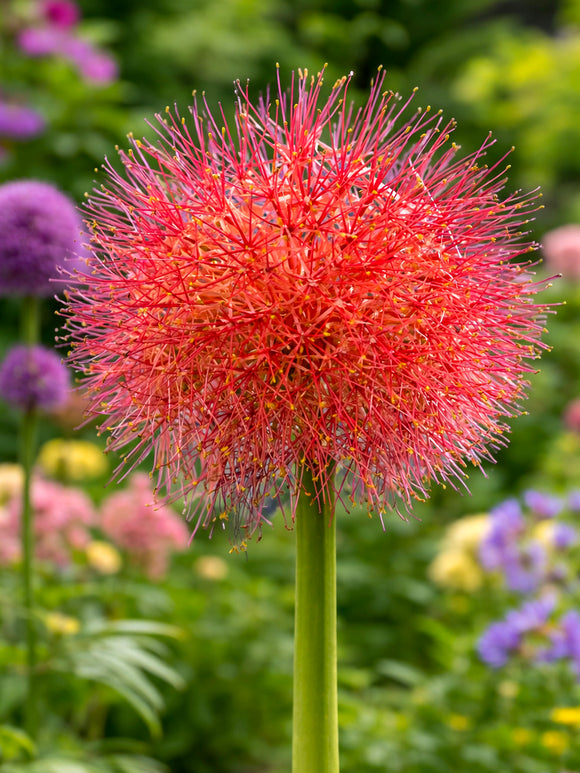 Scadoxus Multiflorus (Krasnokwiat wielokwiatowy)