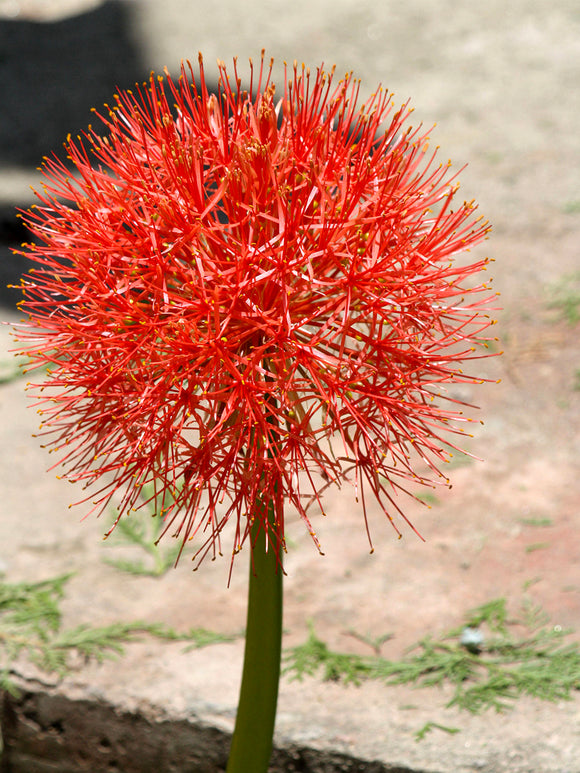 Scadoxus Multiflorus (Krasnokwiat wielokwiatowy)