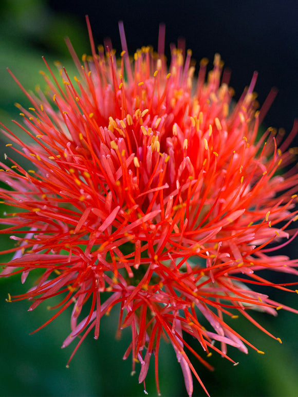Scadoxus Multiflorus (Krasnokwiat wielokwiatowy)