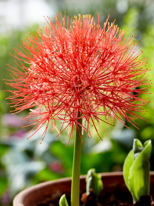 Scadoxus Multiflorus (Krasnokwiat wielokwiatowy)