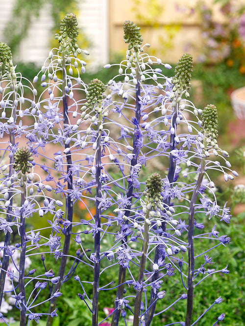 Scilla Hyacinthoides Blue Arrow