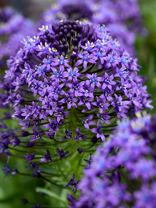 Scilla Litardierei