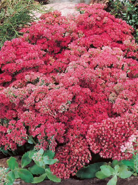 Sedum Autumn Joy Herbstfreude (Rozchodnik)