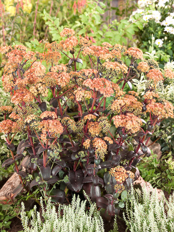 Kup Sedum Orange Xenox (Rozchodnik)