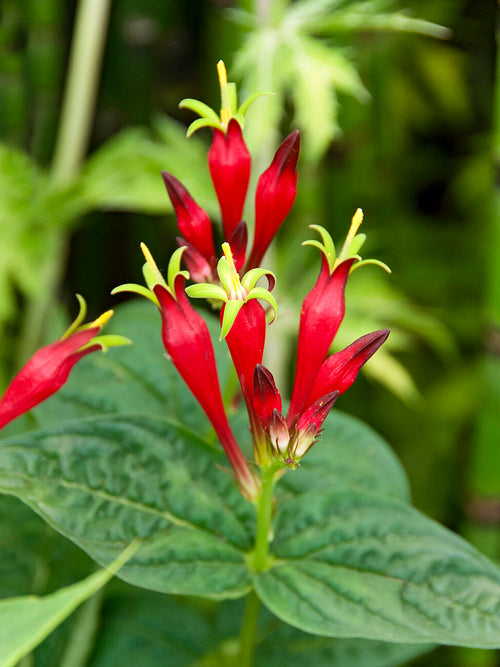 Spigelia 'Little Redhead' (Indian Pink) o szkarłatnoczerwonych kwiatach