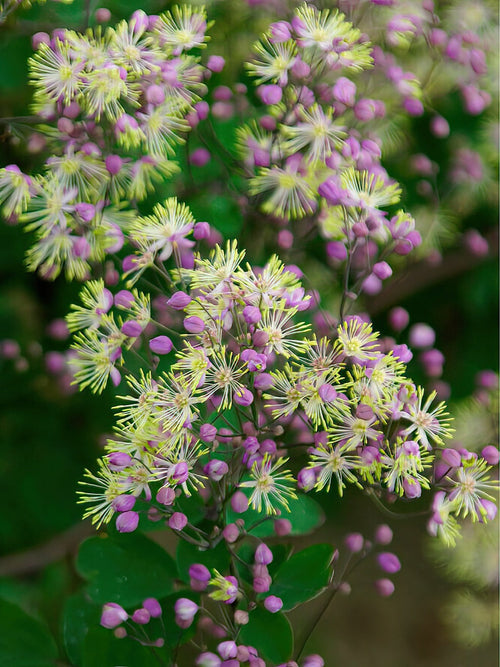 Thalictrum Anne (Rutewka)