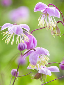 Thalictrum Delavayi (Rutewka)