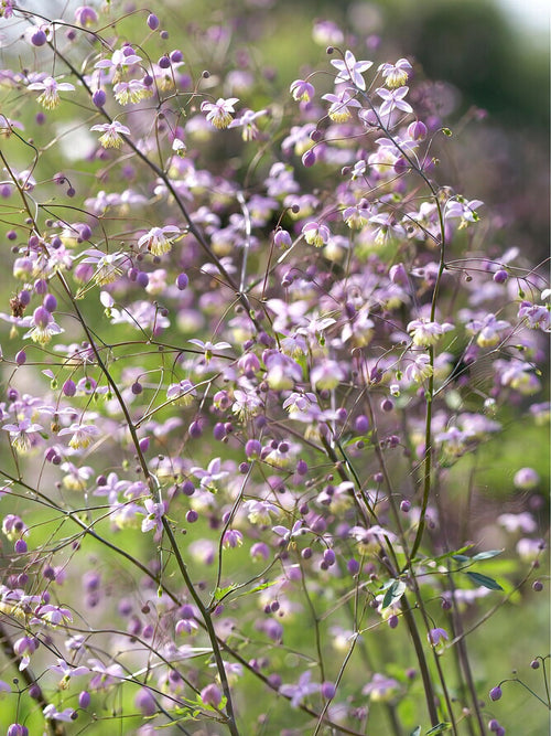 Kup Thalictrum Delavayi (Rutewka)