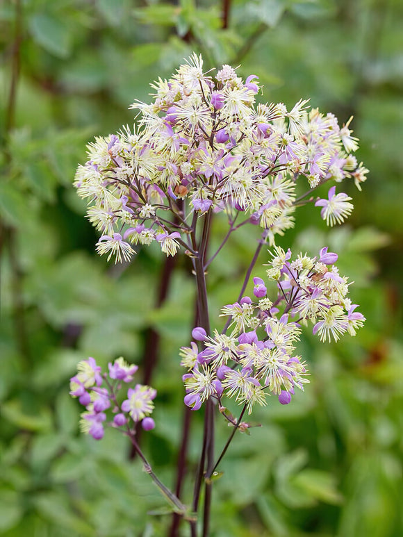 Thalictrum Elin (Rutewka)