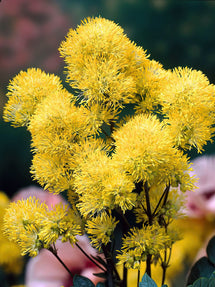 Thalictrum Flavum (Rutewka)