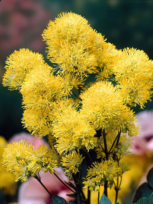 Kup Thalictrum Flavum (Rutewka)