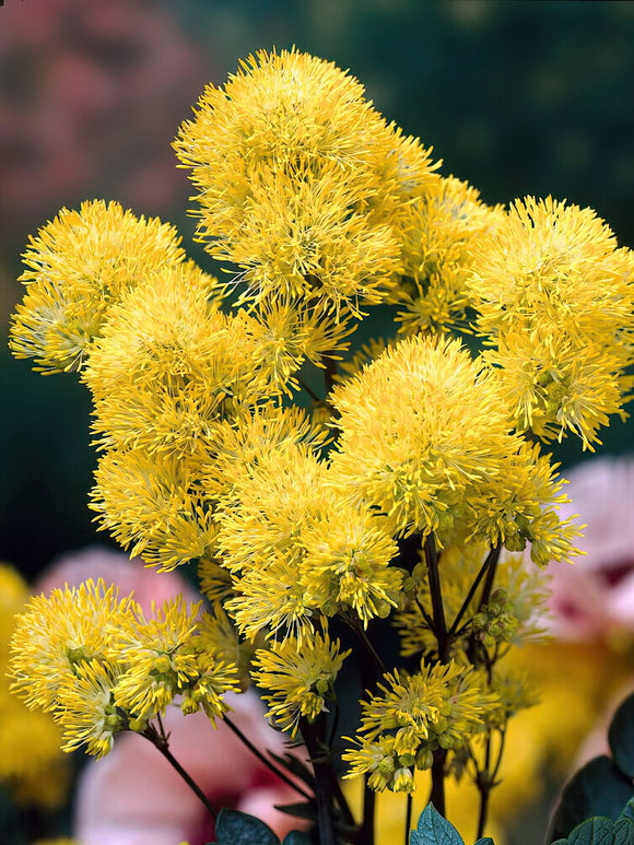Kup Thalictrum Flavum (Rutewka)