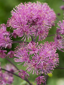 Thalictrum My Little Favourite (Rutewka)