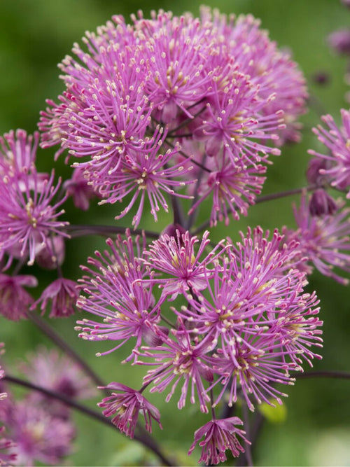 Thalictrum My Little Favourite (Rutewka)
