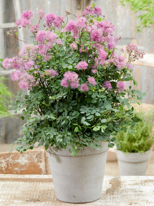 Kup Thalictrum My Little Favourite (Rutewka)