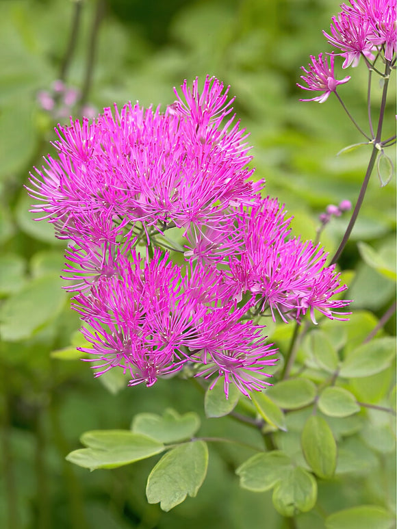Kup Thalictrum Thundercloud (Rutewka)