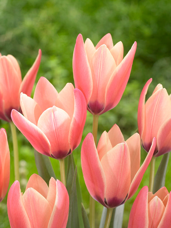 Botaniczny tulipan Annika wiosną w ogrodzie