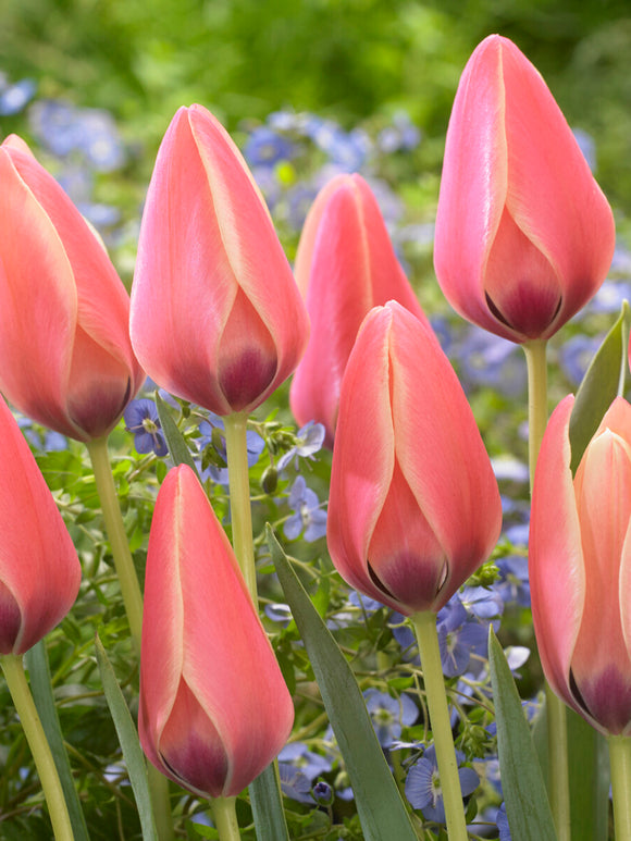 Grupa tulipanów Annika rosnących naturalnie w trawie
