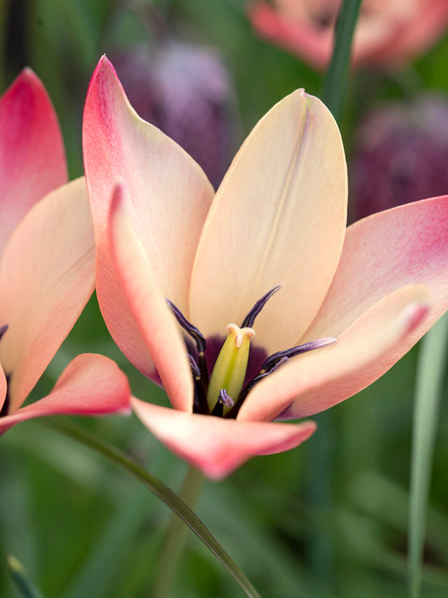 Tulipan Annika w pojemniku na tarasie