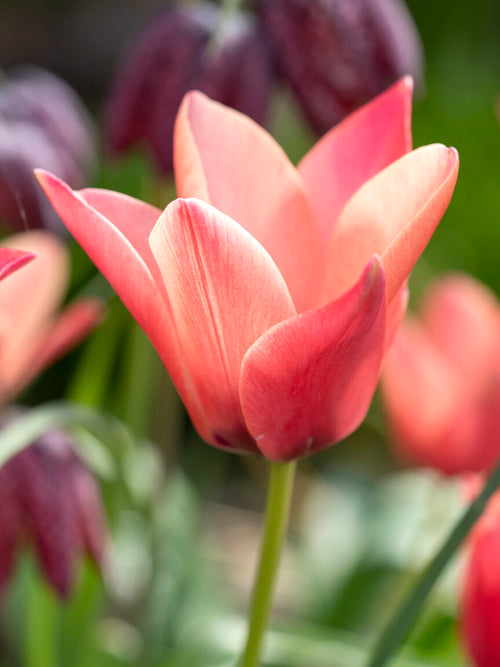 Tulipan Annika | Botaniczny Tulipan