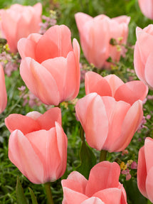 Tulipan Bella Blush