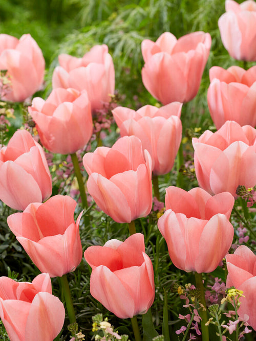 Tulpe Bella Blush aus Holland kaufen