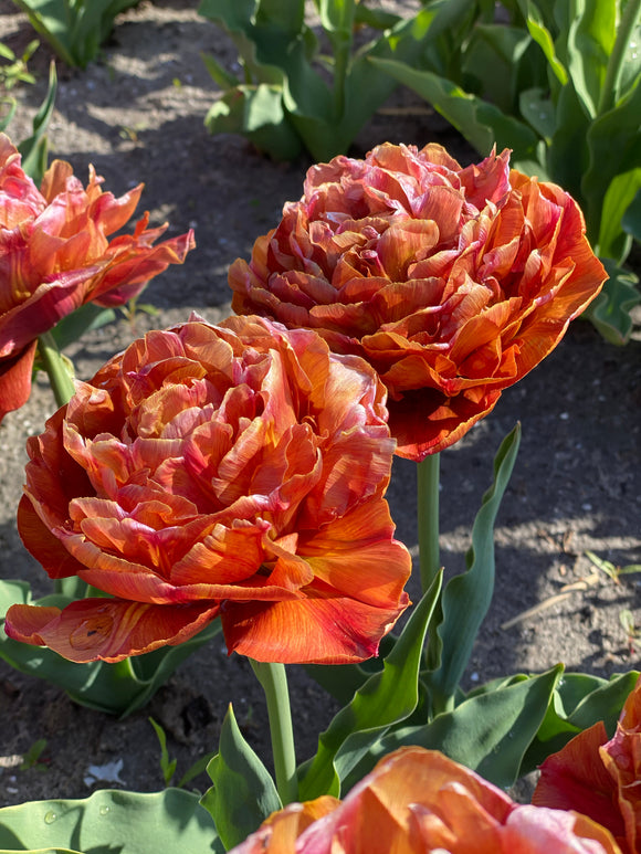 Tulipan Caramel z pełnymi, karmelowymi kwiatami