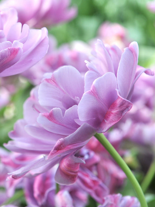 Kup Tulipan Dancing Passion