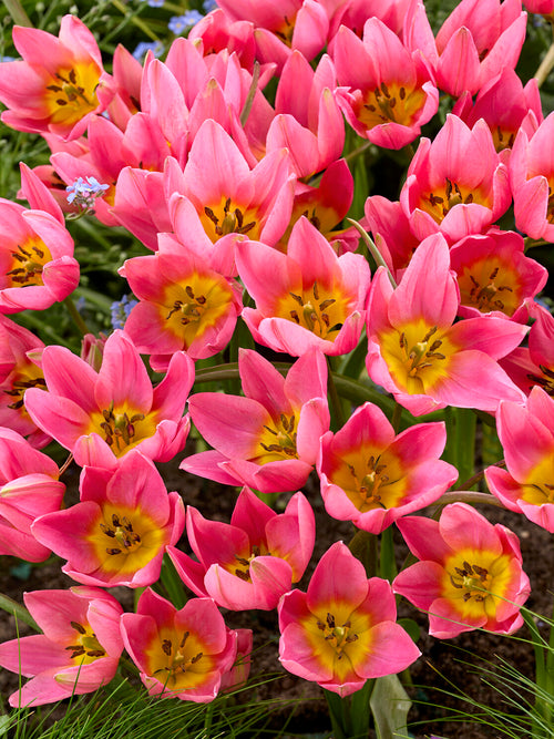 Gwiaździsty kwiat tulipana