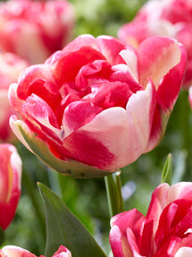 Tulipan Double Blizz