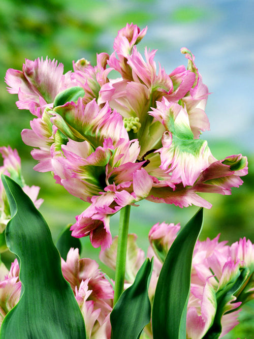 Kup Tulipan Green Wave - DutchGrown