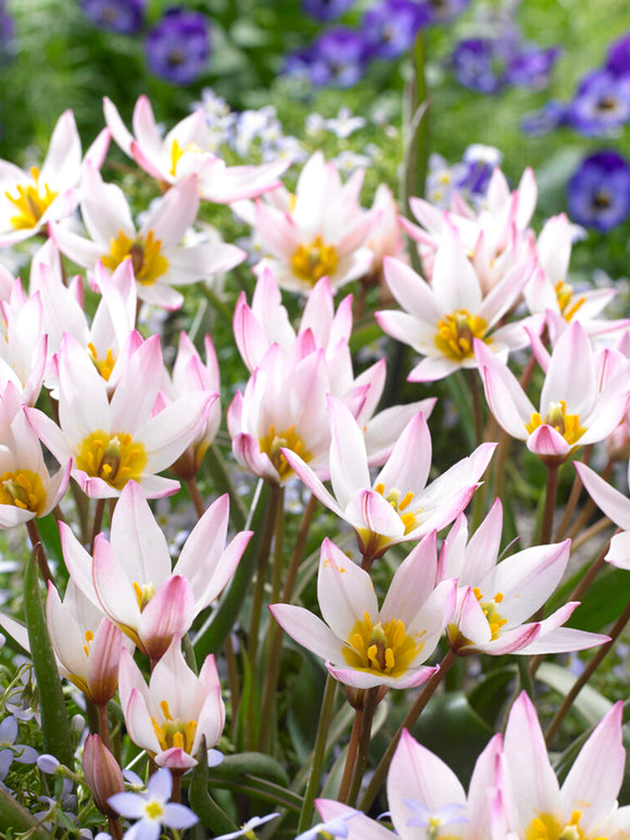 Tulipan (cretica) Hilde - Kup cebulki kwiatowe