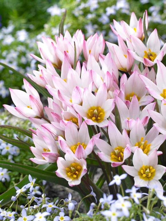 Tulipan (cretica) Hilde - Kup cebulki kwiatowe tulipanów