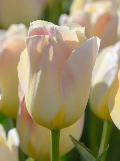 Tulpe Jade Maiden aus Holland kaufen
