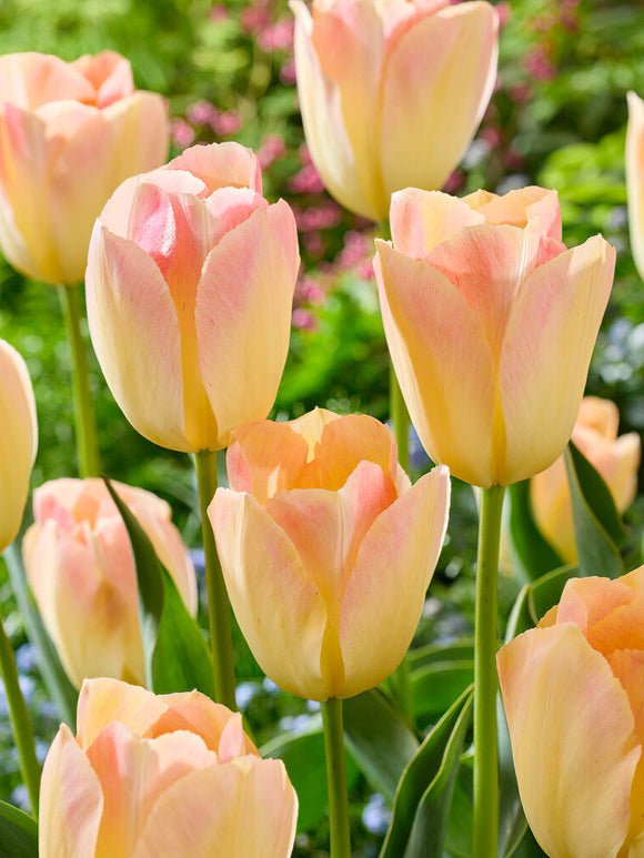 Tulpe Jade Maiden aus Holland kaufen